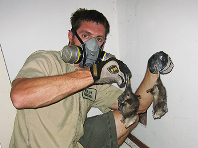 Eugene raccoon trapping